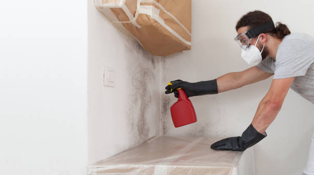Professional Attic Mold Removal technician working in Thorndale, TX