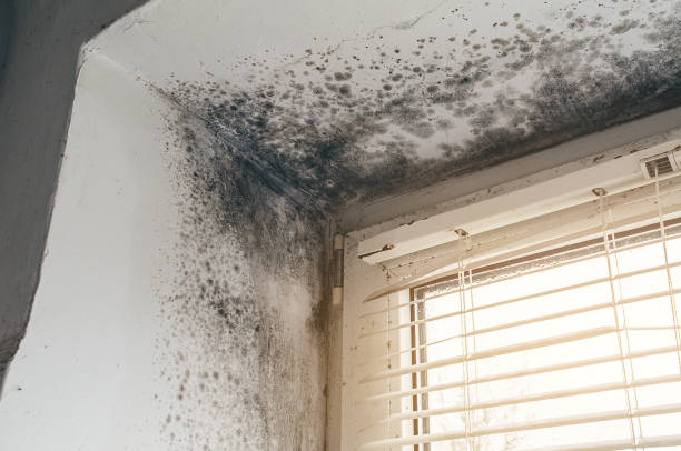 Trusted Attic Mold Removal service in Thorndale, TX - Cheap Mold Removal